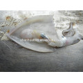 High quality frozen loligo squid for fishing bait